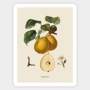 Pear Antique Botanical Illustration Sticker